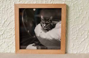 My first picture frame, made from quartersawn beech with beech splines, it is finished with de-waxed shellac then tung oil to pop the grain, the cat photo was printed professionally on fine art paper.